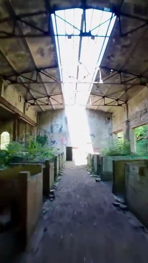 Intérieur d'une halle industrielle abandonnée, charpente métallique et végétation reprenant le sol, vers une ouverture en pleine lumière.